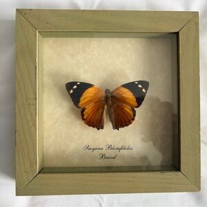 Real Mounted Butterfly in Sage Green Shadow Box